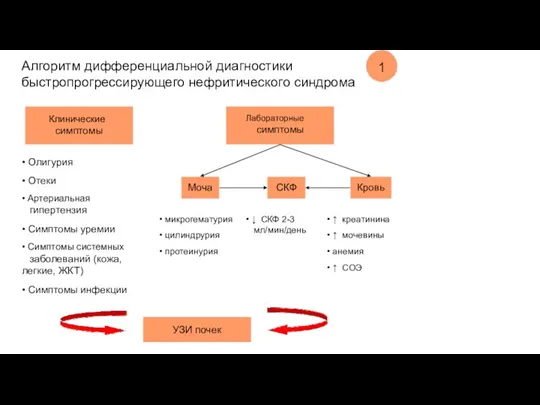 Алгоритм дифференциальной диагностики быстропрогрессирующего нефритического синдрома 1 Клинические симптомы Лабораторные симптомы • Олигурия