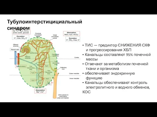 Тубулоинтерстицициальный синдром • ТИС — предиктор СНИЖЕНИЯ СКФ и прогрессирования ХБП • Канальцы