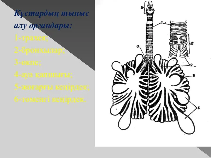 Құстардың тыныс алу органдары: 1-трахея; 2-бронхылар; 3-өкпе; 4-ауа қапшығы; 5-жоғарғы кеңірдек; 6-төменгі кеңірдек.