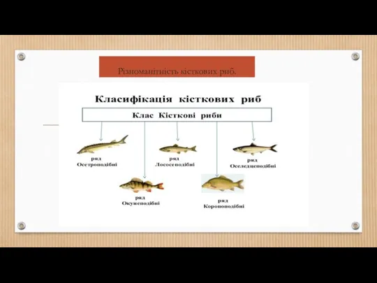 Різноманітність кісткових риб.