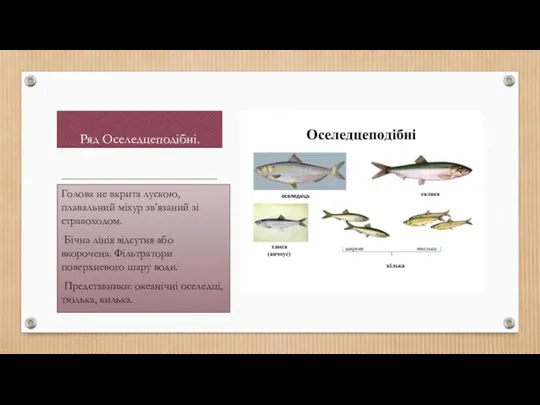Ряд Оселедцеподібні. Голова не вкрита лускою, плавальний міхур зв’язаний зі