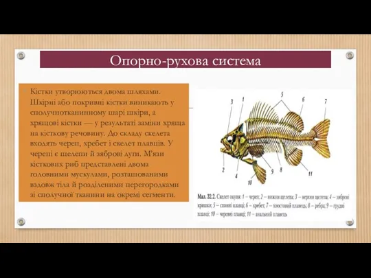 Опорно-рухова система Кістки утворюються двома шляхами. Шкірні або покривні кістки