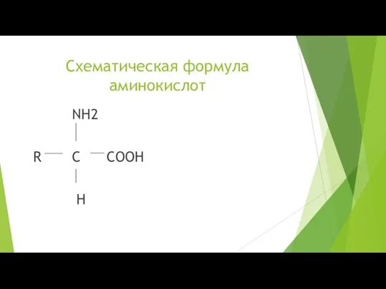 Схематическая формула аминокислот NH2 R C COOH H