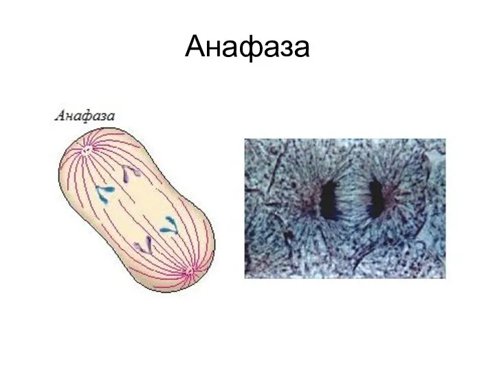 Анафаза