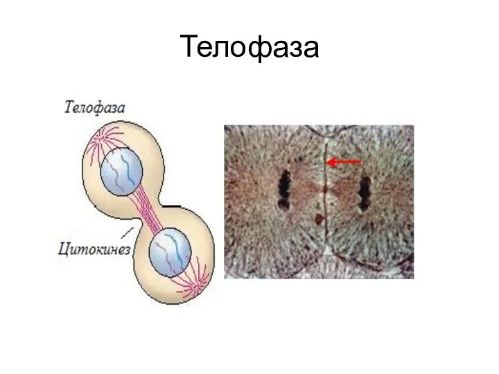 Телофаза