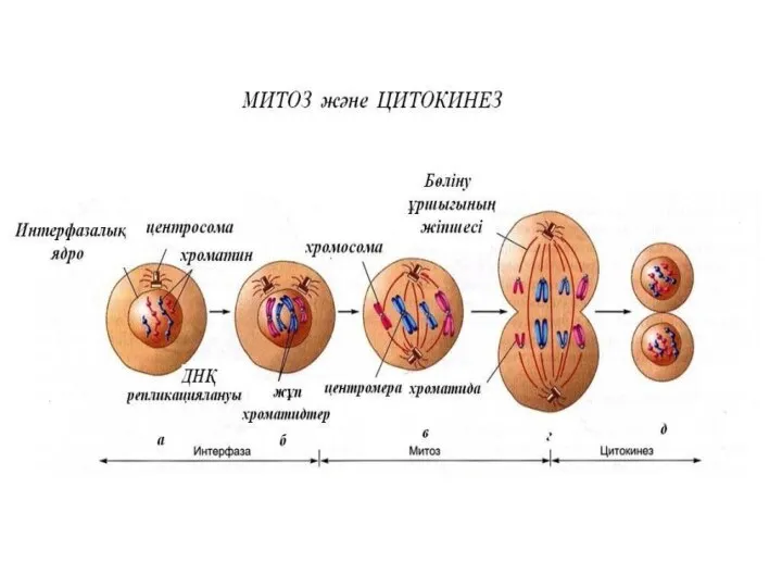 МИТОЗ және ЦИТОКИНЕЗ