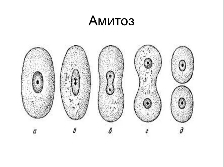 Амитоз
