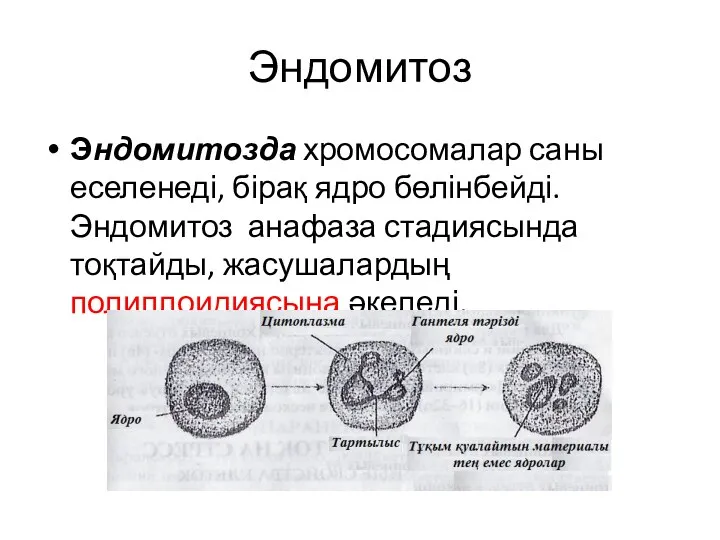 Эндомитоз Эндомитозда хромосомалар саны еселенеді, бірақ ядро бөлінбейді. Эндомитоз анафаза стадиясында тоқтайды, жасушалардың полиплоидиясына әкеледі.