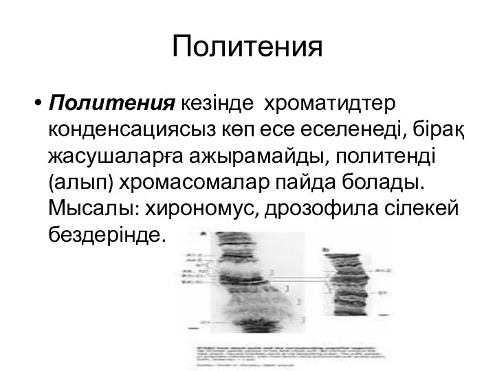 Политения Политения кезінде хроматидтер конденсациясыз көп есе еселенеді, бірақ жасушаларға