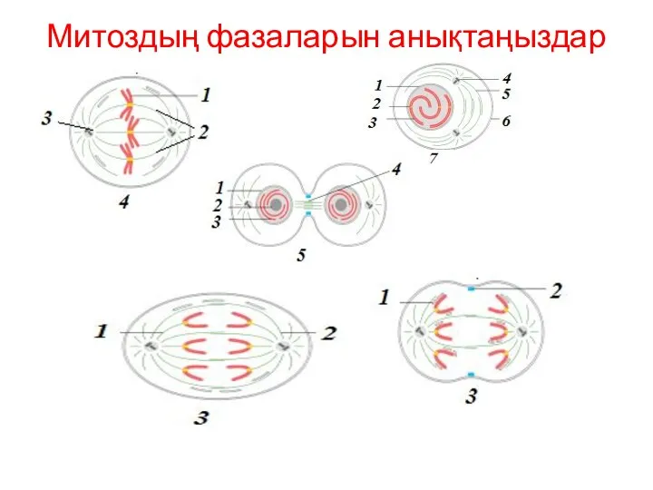 Митоздың фазаларын анықтаңыздар