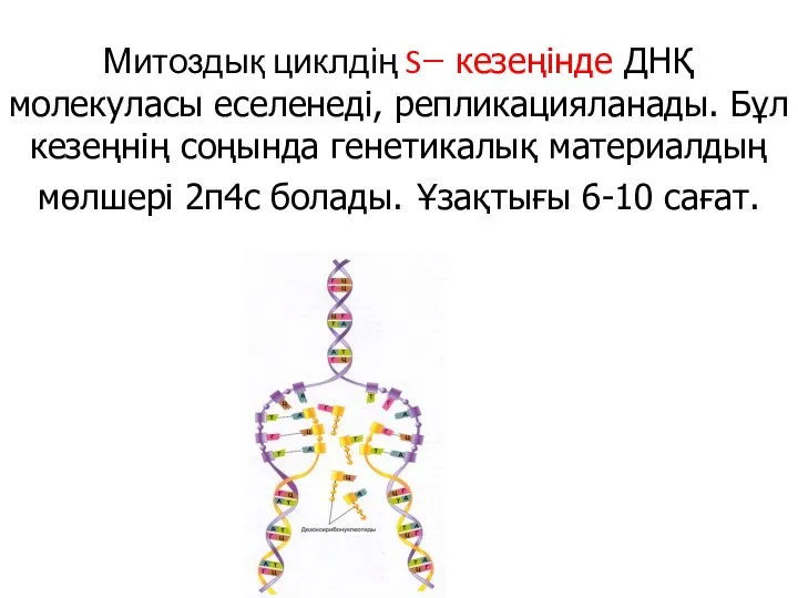 Митоздық циклдің S ̶ кезеңінде ДНҚ молекуласы еселенеді, репликацияланады. Бұл