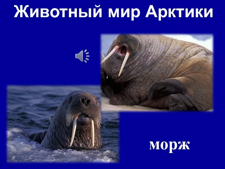 Животный мир Арктики морж