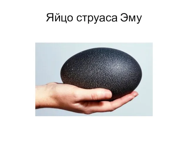 Яйцо струаса Эму