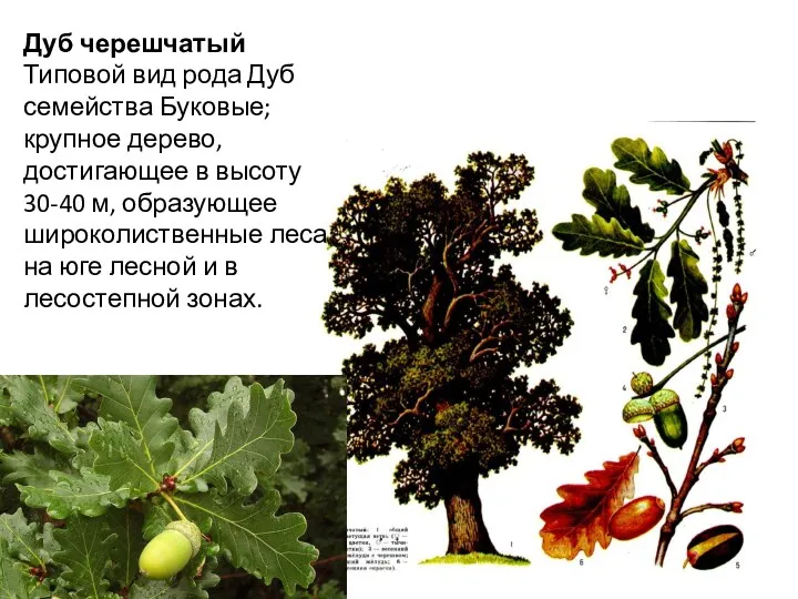 Дуб черешчатый Типовой вид рода Дуб семейства Буковые; крупное дерево, достигающее в высоту