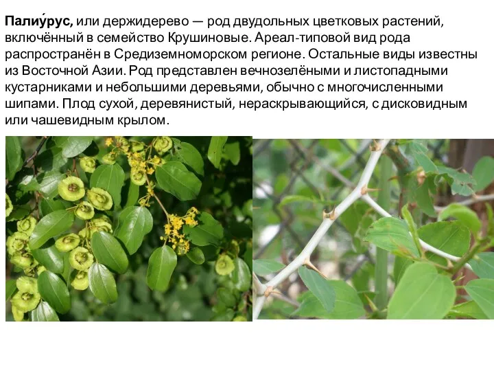 Палиу́рус, или держидерево — род двудольных цветковых растений, включённый в семейство Крушиновые. Ареал-типовой