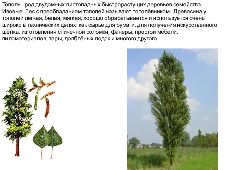 То́поль - род двудомных листопадных быстрорастущих деревьев семейства Ивовые .Лес с преобладанием тополей
