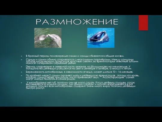 В брачный период половозрелые самки и самцы сбиваются в общие