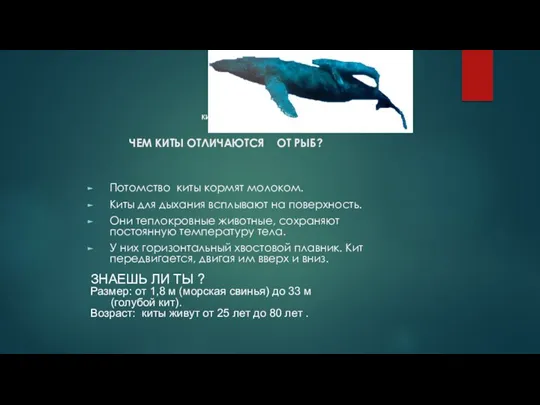 ЧЕМ КИТЫ ОТЛИЧАЮТСЯ ОТ РЫБ? Потомство киты кормят молоком. Киты