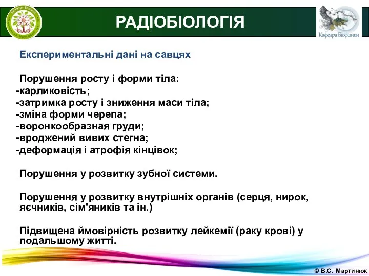 © В.С. Мартинюк РАДІОБІОЛОГІЯ Експериментальні дані на савцях Порушення росту