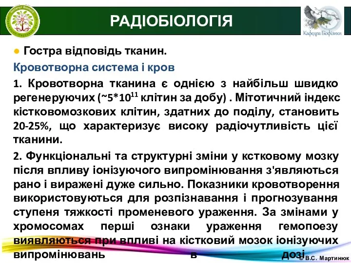 © В.С. Мартинюк РАДІОБІОЛОГІЯ ● Гостра відповідь тканин. Кровотворна система