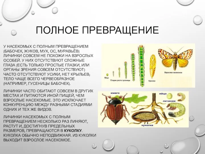 ПОЛНОЕ ПРЕВРАЩЕНИЕ У НАСЕКОМЫХ С ПОЛНЫМ ПРЕВРАЩЕНИЕМ (БАБОЧЕК, ЖУКОВ, МУХ,