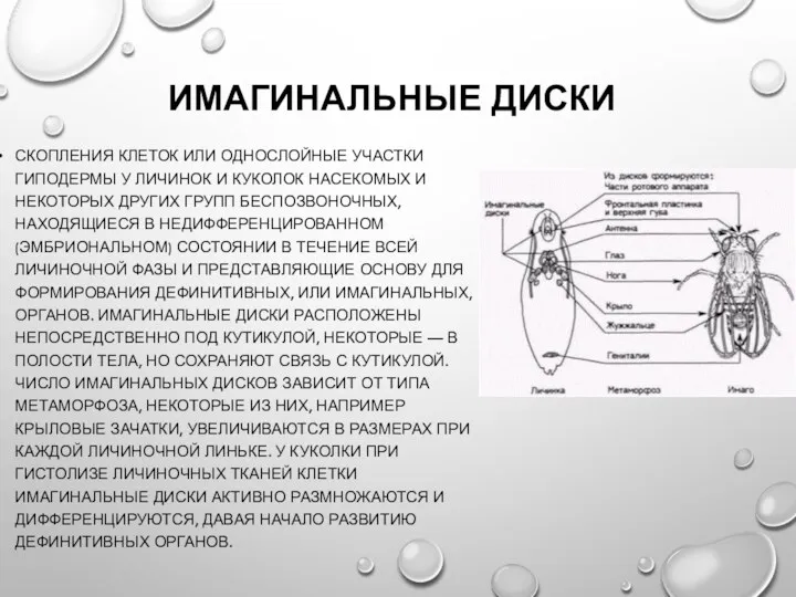 ИМАГИНАЛЬНЫЕ ДИСКИ СКОПЛЕНИЯ КЛЕТОК ИЛИ ОДНОСЛОЙНЫЕ УЧАСТКИ ГИПОДЕРМЫ У ЛИЧИНОК