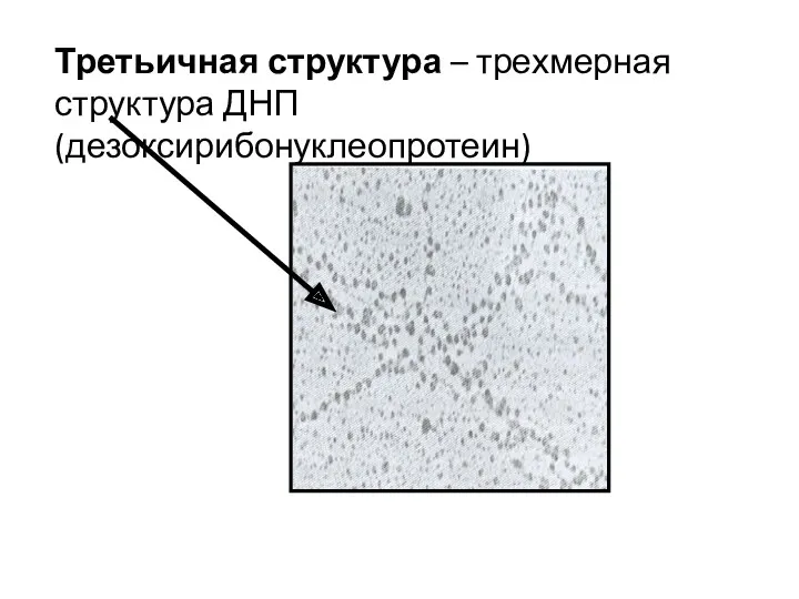 Третьичная структура – трехмерная структура ДНП (дезоксирибонуклеопротеин)