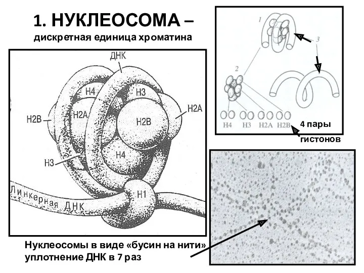 1. НУКЛЕОСОМА – дискретная единица хроматина 4 пары гистонов Нуклеосомы
