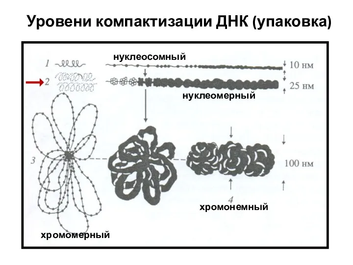 Уровени компактизации ДНК (упаковка) нуклеосомный нуклеомерный хромомерный хромонемный