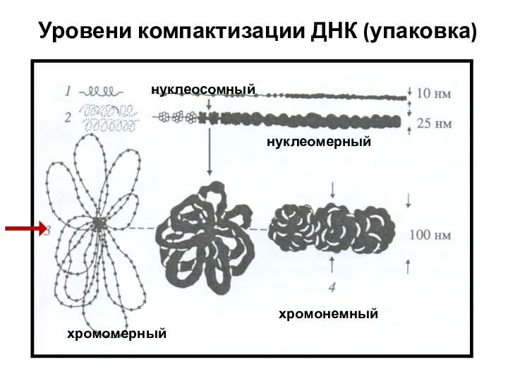 Уровени компактизации ДНК (упаковка) нуклеосомный нуклеомерный хромомерный хромонемный