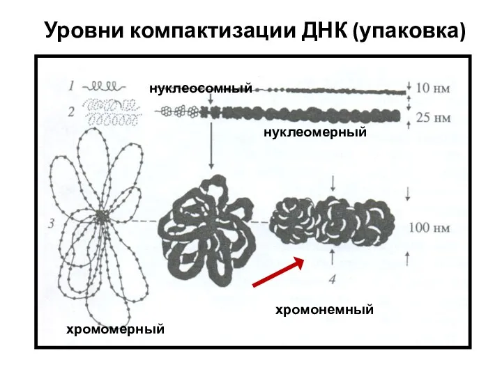 Уровни компактизации ДНК (упаковка) нуклеосомный нуклеомерный хромомерный хромонемный