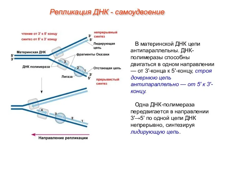В материнской ДНК цепи антипараллельны. ДНК-полимеразы способны двигаться в одном