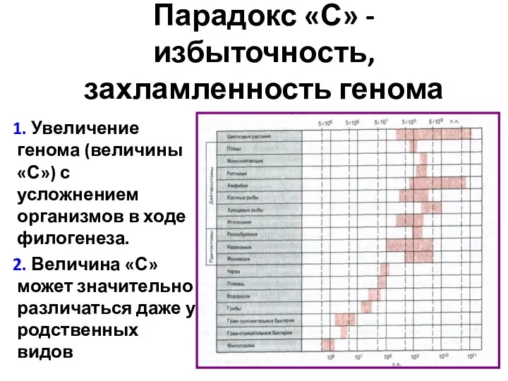 Парадокс «С» - избыточность, захламленность генома 1. Увеличение генома (величины