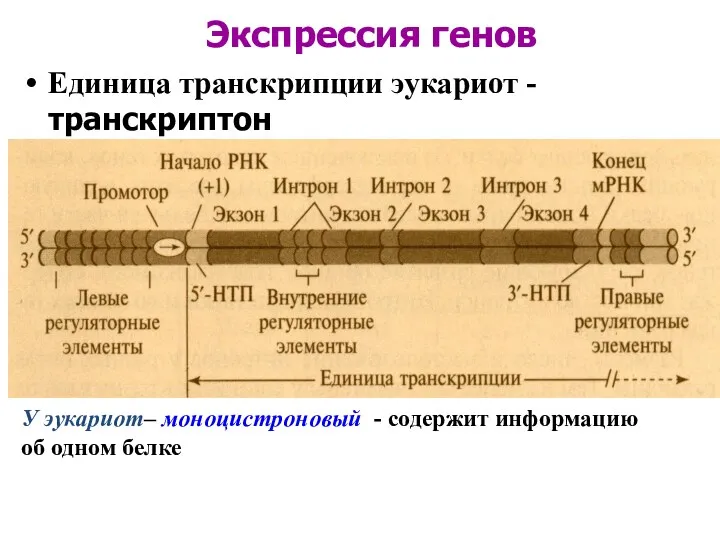 Экспрессия генов Единица транскрипции эукариот -транскриптон У эукариот– моноцистроновый - содержит информацию об одном белке