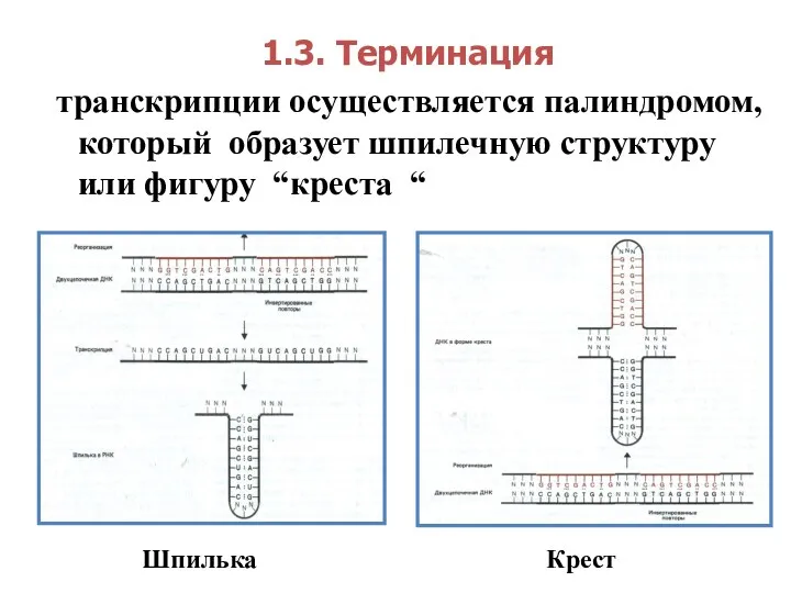 1.3. Терминация транскрипции осуществляется палиндромом, который образует шпилечную структуру или фигуру “креста “ Шпилька Крест