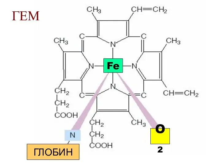 ГЛОБИН ГЛОБИН Fe O2 ГЕМ