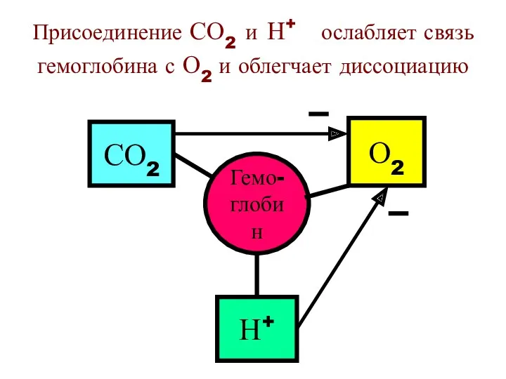 Присоединение СО2 и Н+ ослабляет связь гемоглобина с О2 и облегчает диссоциацию Гемо-