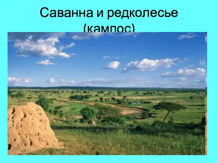 Саванна и редколесье (кампос)