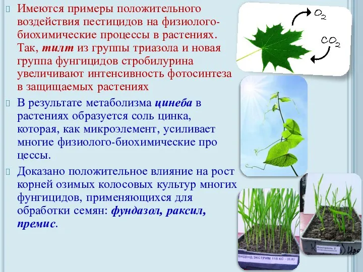 Имеются примеры положительного воздействия пестицидов на физио­лого-биохимические процессы в растениях.