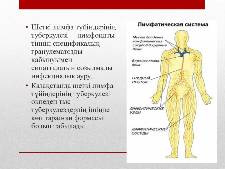 Шеткі лимфа түйіндерінің туберкулезі —лимфоидты тіннің спецификалық гранулематозды қабынуымен сипатталатын