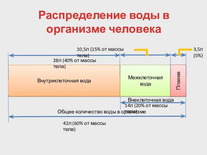 Распределение воды в организме человека Внутриклеточная вода Межклеточная вода Плазма 28л (40% от