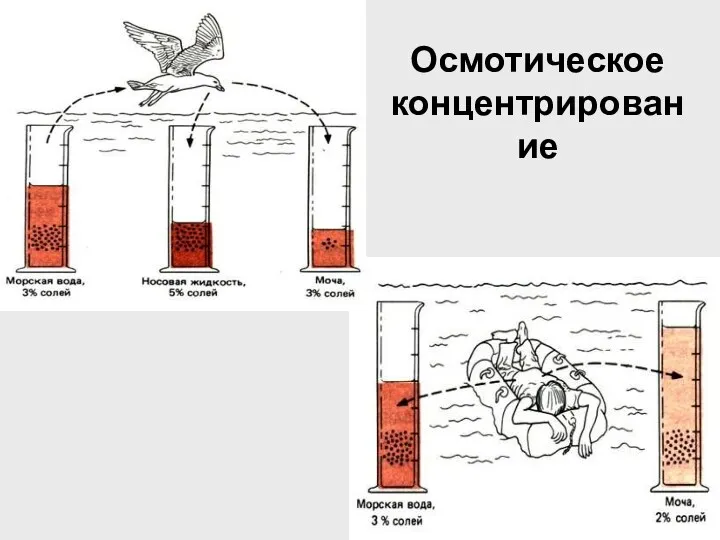 Осмотическое концентрирование