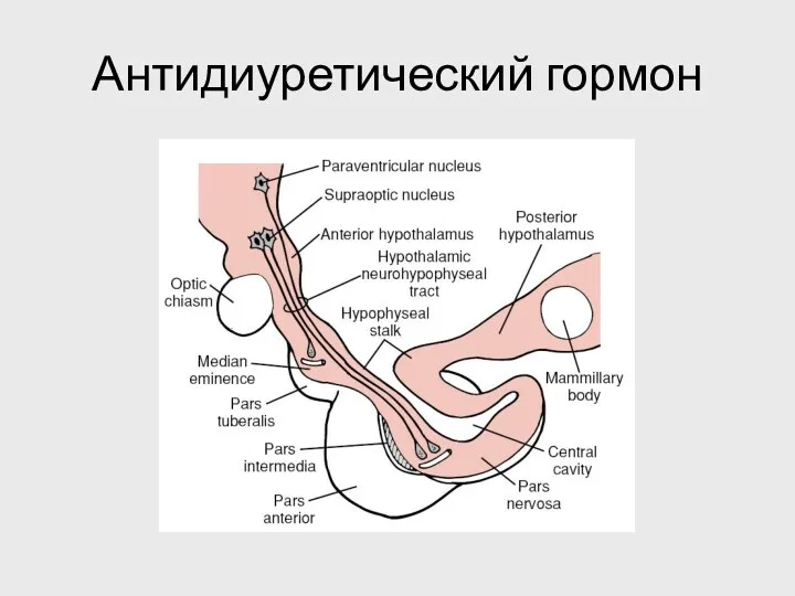 Антидиуретический гормон