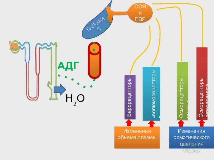ГИПОФИЗ Изменения объема плазмы Изменения осмотического давления плазмы Осморецепторы печени Осморецепторы гипоталамуса СОЯ
