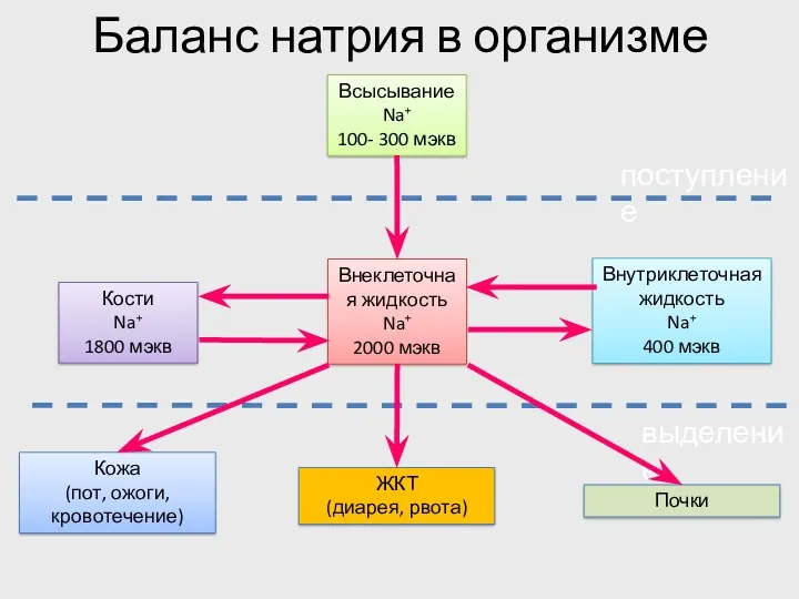 Баланс натрия в организме поступление выделение Всысывание Na+ 100- 300 мэкв Кости Na+