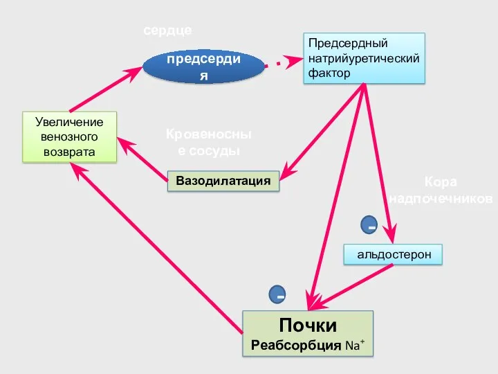 сердце Увеличение венозного возврата Предсердный натрийуретический фактор Почки Реабсорбция Na+