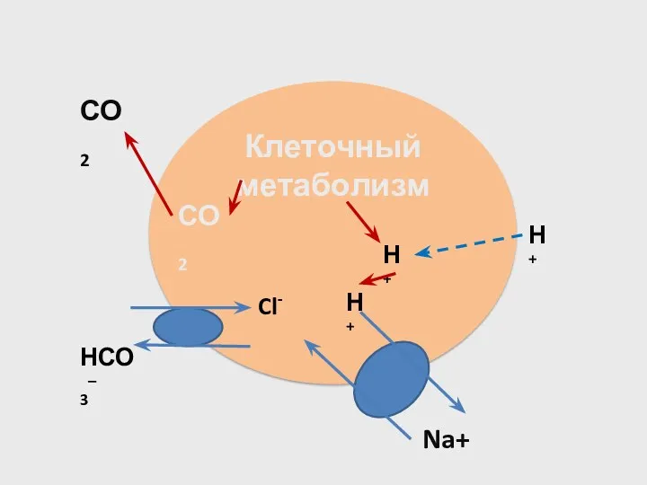 Клеточный метаболизм СО2 СО2 Na+ Н+ Н+ Н+ Cl- НСО3–