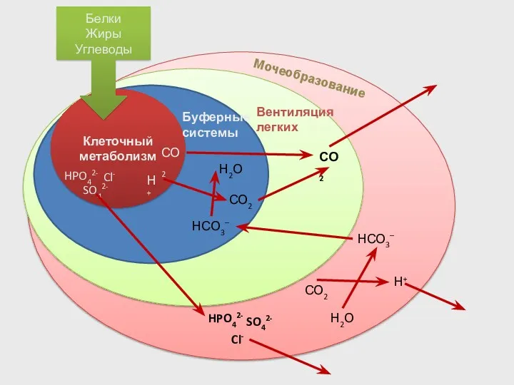 Клеточный метаболизм SO42- HPO42- СО2 Н+ Cl- SO42- HPO42- СО2