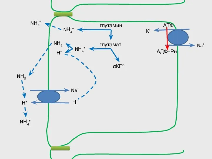 Н+ Na+ NН4+ глутамин Н+ глутамат NН4+ αКГ2– NН4+ NН3 Н+ NН3 NН4+