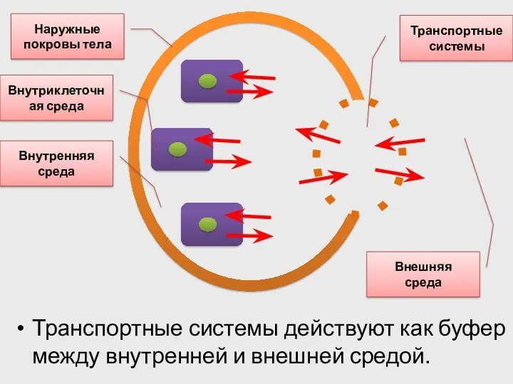 Транспортные системы действуют как буфер между внутренней и внешней средой.